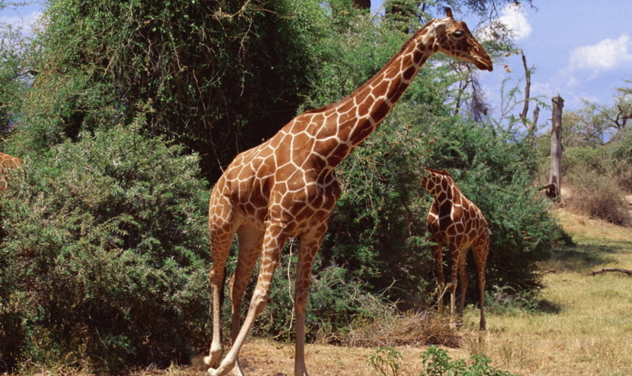 可见低洼四地区，飞雪花大如一手是指的哪个什么生肖，逐字解释生肖成语