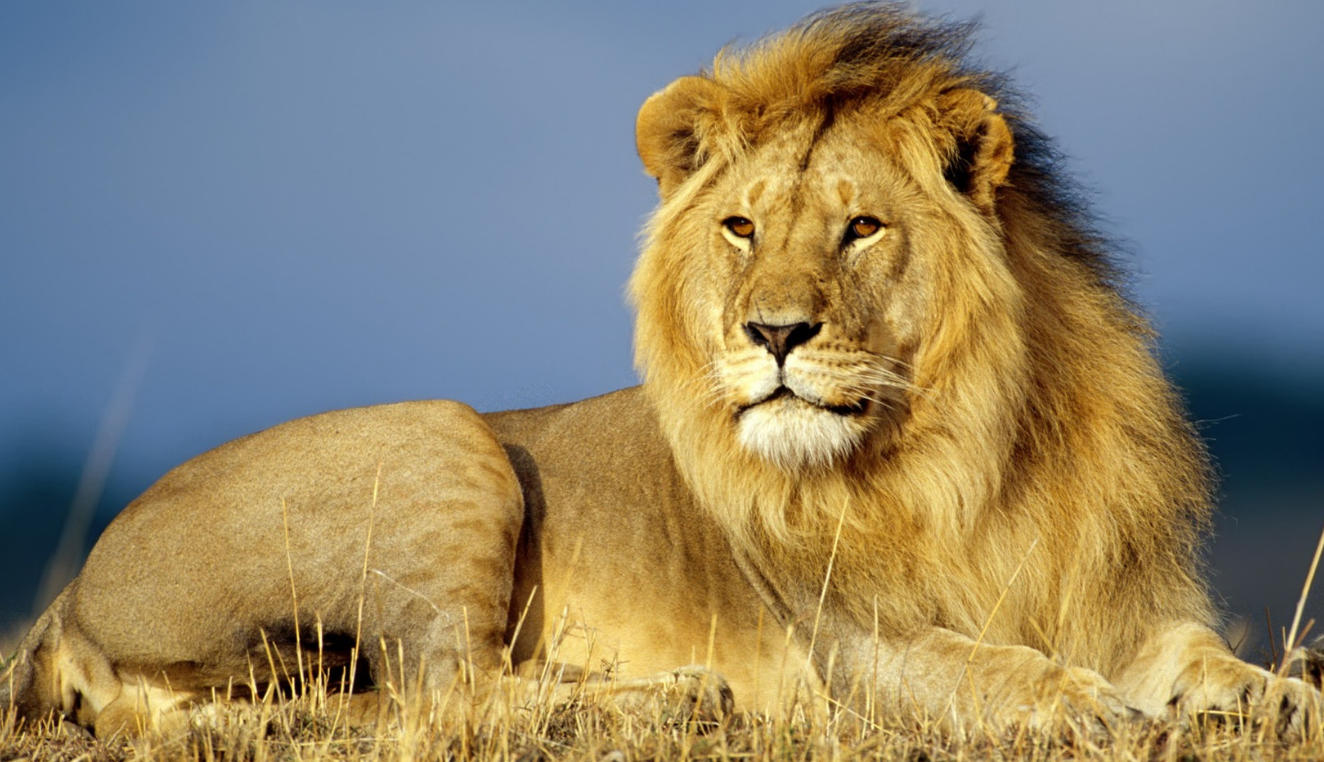 有力无脑,愤苦自受,空山闻雁雁声哀是什么生肖,重点词语释义深度解读 落实词语含义阐述答解