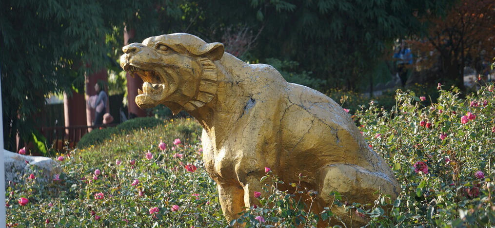 老罴当道指代表是指指打一最准确哪个生肖  最佳词语精准解释释义