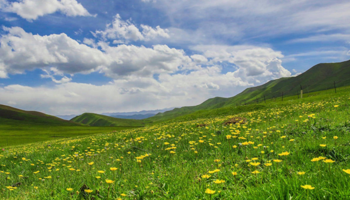 “杳如黄鹤”指代表是打解读一最佳精准哪个生肖  最佳词语解释分析释义