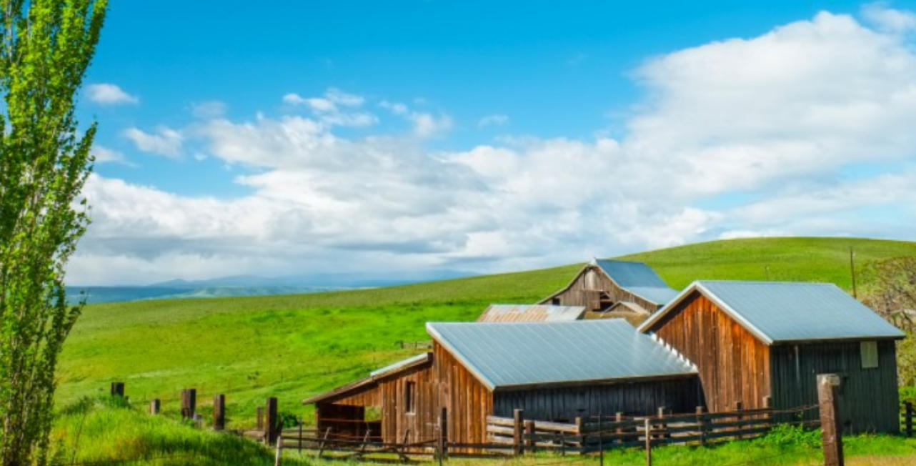 空谷白驹指是什么生肖  释义解释全面落实