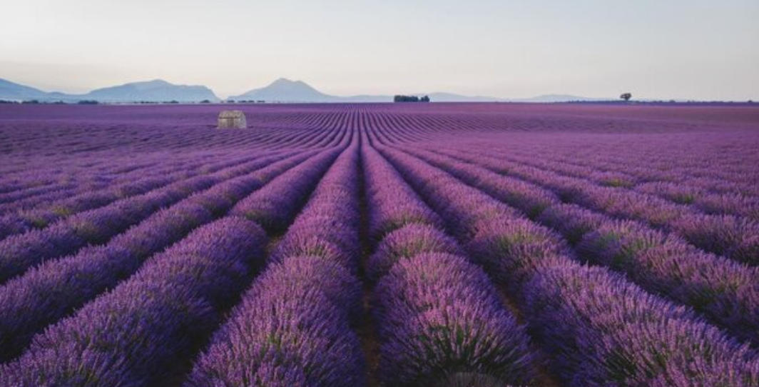 解衣卸甲指一正确生肖是什么，落实词语释义解释