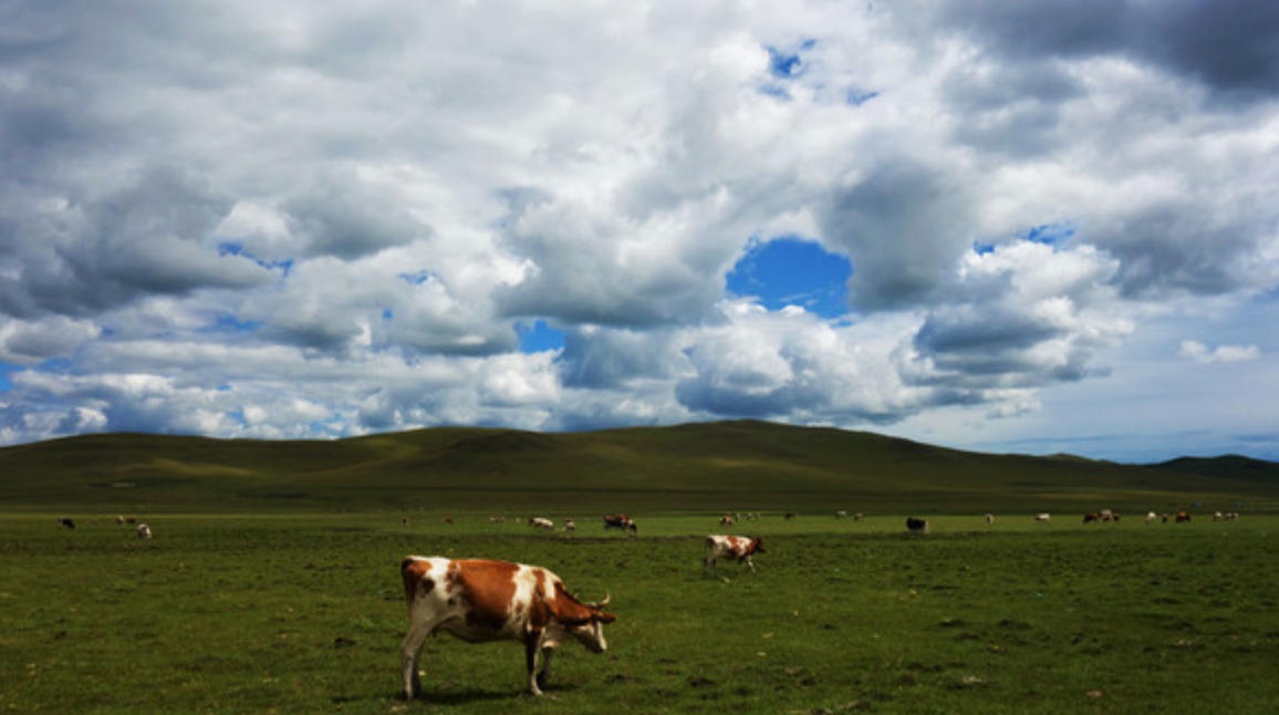 拈轻怕重，以至于斯，影衰人格太不齿是什么生肖,词语揭晓释义