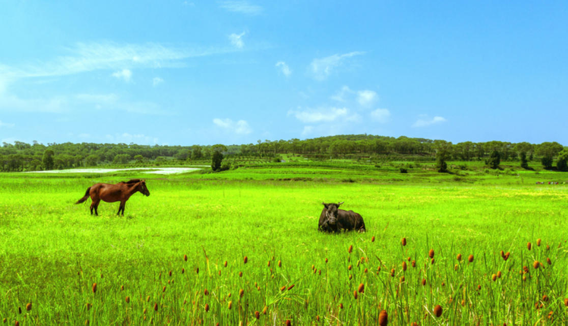 饥寒交迫指是什么生肖，词语解释最佳分析