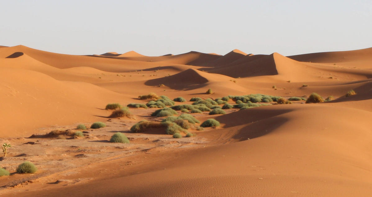 精选谜底作答释义:人老是佬，落魄不羁。看尽世间兴与衰。劳累一生，岁月摧残。毫无靠山任风吹打一精准最佳生肖,猜打一最佳成语释义解释
