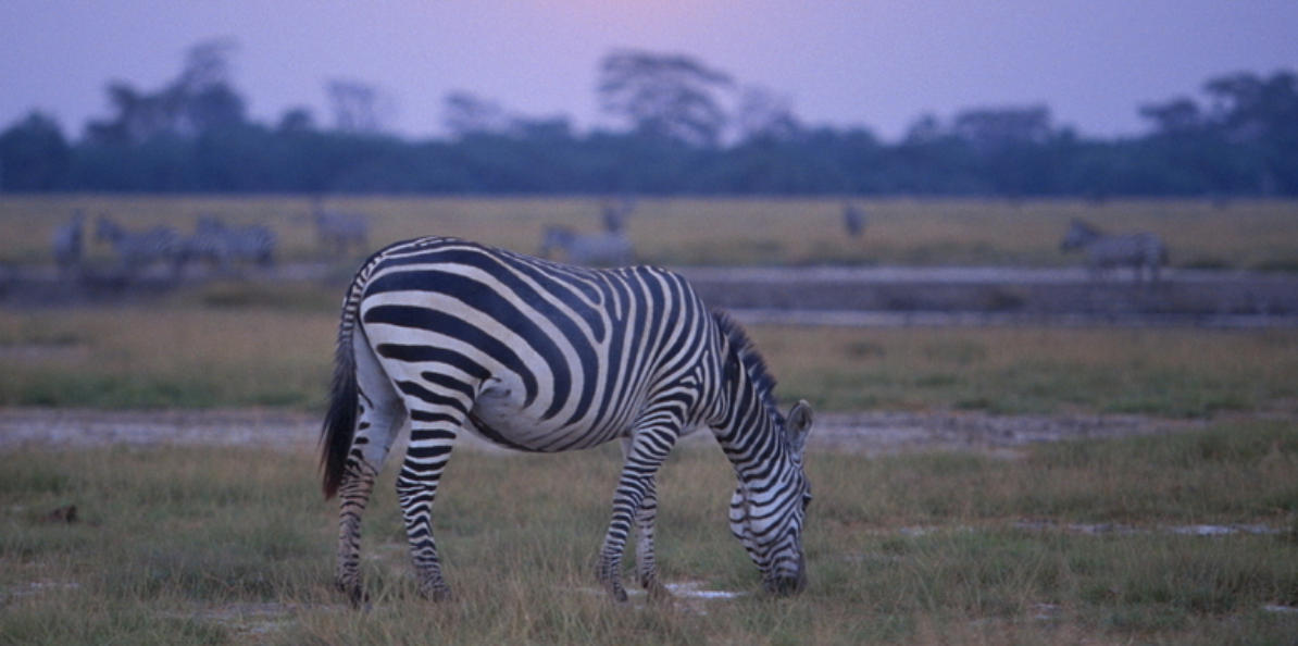 空谷白驹是什么生肖，词语解释最佳分析