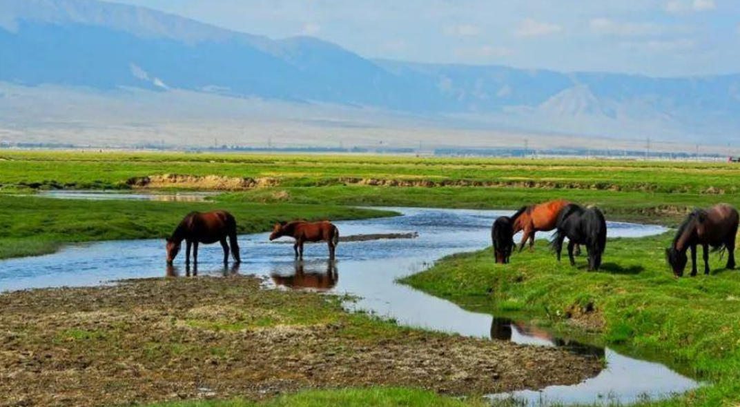 封豕长蛇指是什么生肖；解释作答落实解答