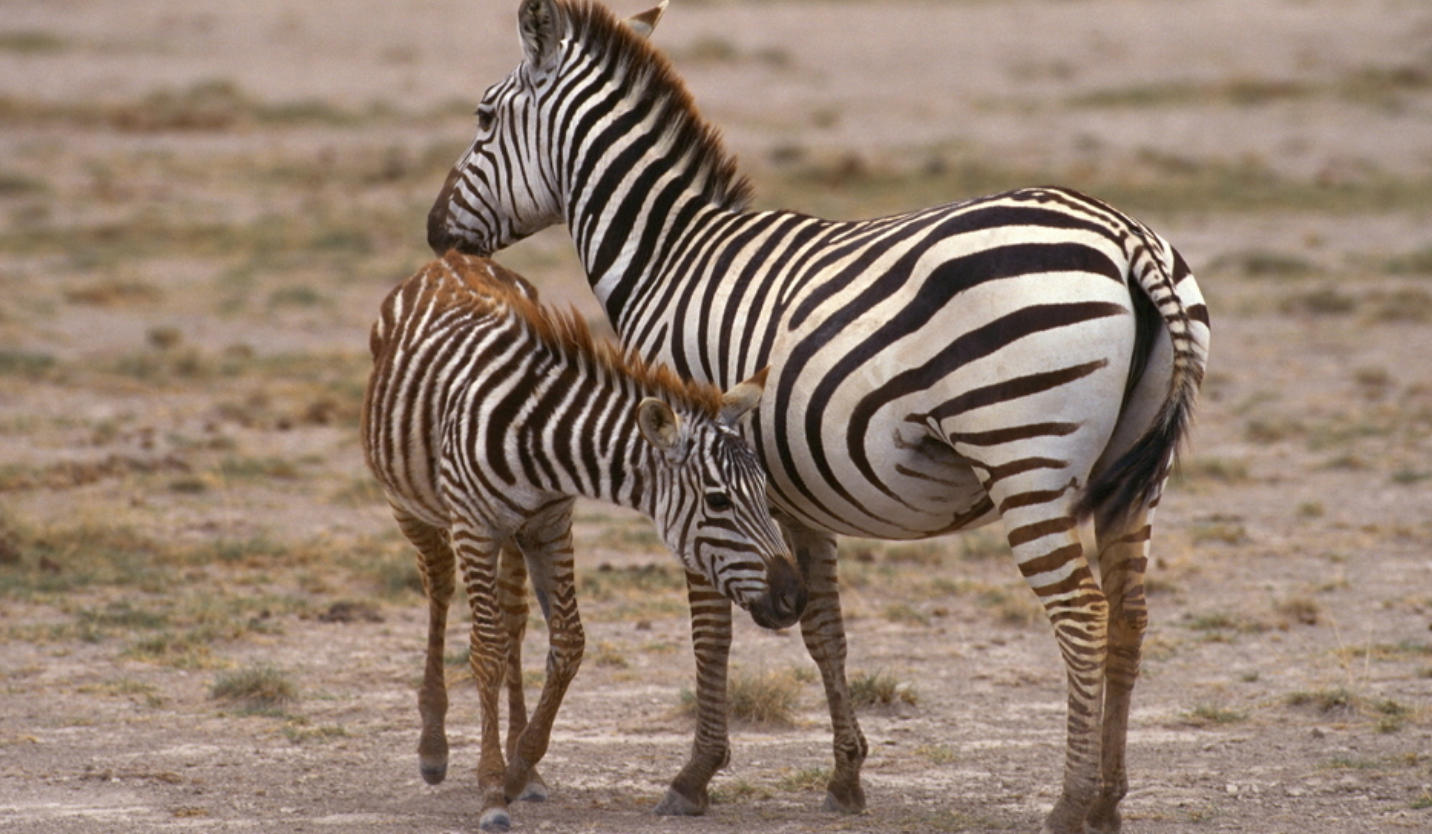 昏定晨省猜打一最佳正确生肖  热门词语解释落实