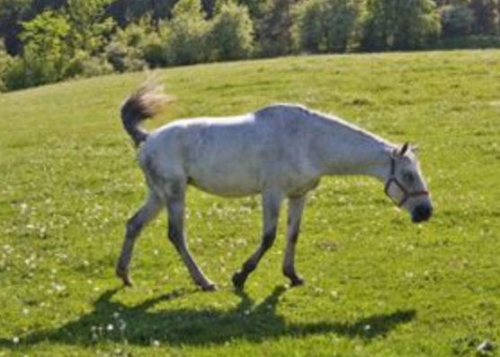 粮尽援绝指什么生肖，词语解释落实释义