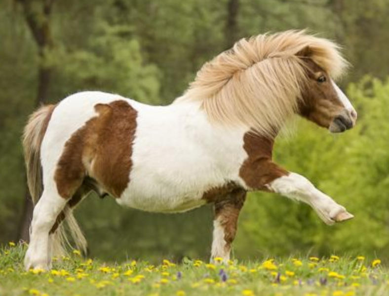 老谋深算猜打一最佳正确生肖, 最佳精选释义词语解释