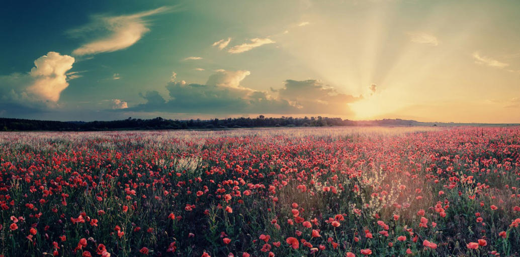 精选谜底作答:花红柳绿四季春，家和地丰好吉年  指打个最佳精准生肖词语解释释义