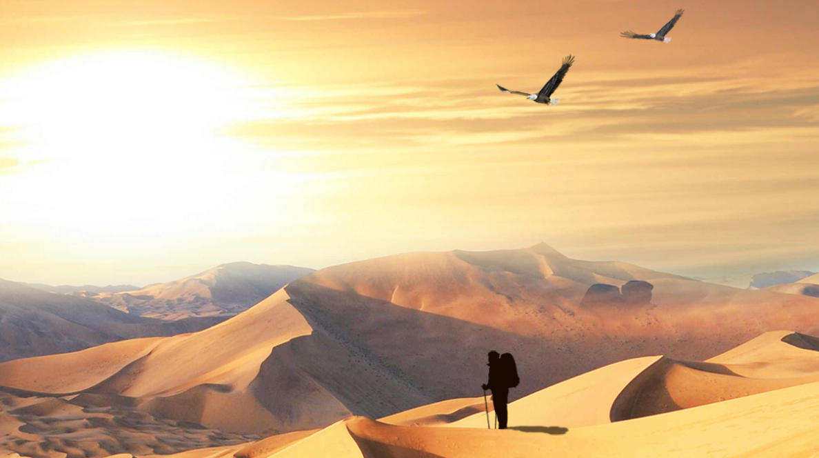 空谷白驹指代表什么生肖，确定落实释义作答