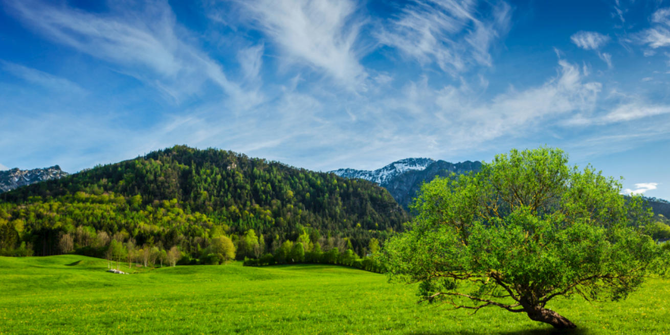 三五飞絮沾衣裳，三九残花立马前打一生肖，释义解释全面落实