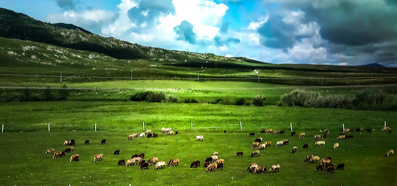 大材小用猜一准确生肖  指代表哪个生肖  精选释义落实解释