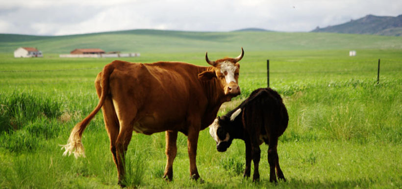 “不通水火”指打一准确生肖,猜打一最佳正确生肖|是指代表什么生肖|释义谜底分析解读