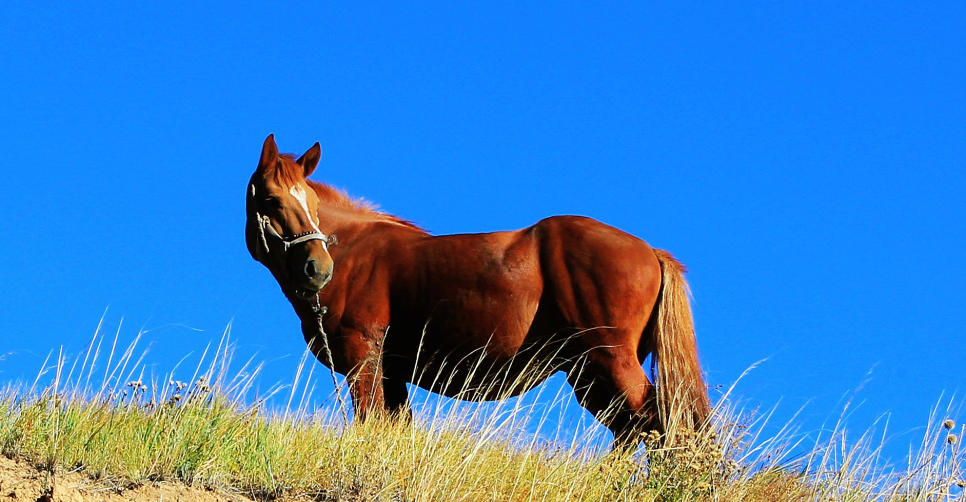 金枝玉叶，纸醉金迷。年年寒食可曾晴。褒衣博带，入主出奴。袅蹄何苦惜黄金是什么生肖 解释作答落实解答