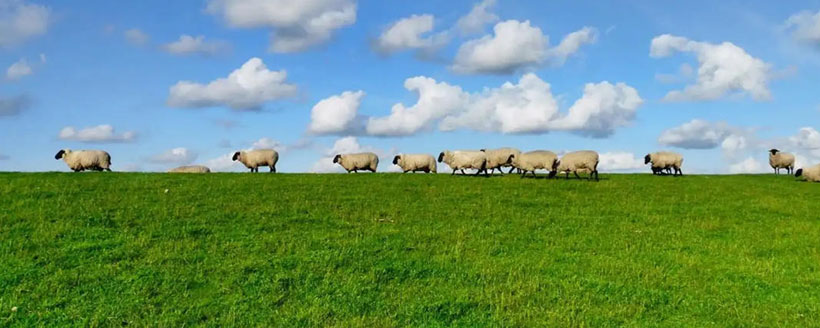 举棋不定代表是指什么生肖，成语解释释义落实