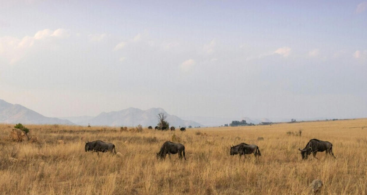 以火救火打一最佳精准生肖 答案精准解析