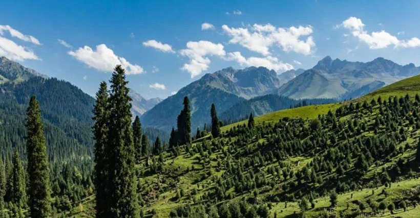 成语别风淮雨是指什么生肖动物？打一最佳精准生肖,精选释义成语精选解释解析