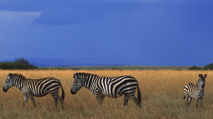 牛头马嘴三九开，观音奉旨上长安代表是指打一准确生肖 释义最佳成语解释