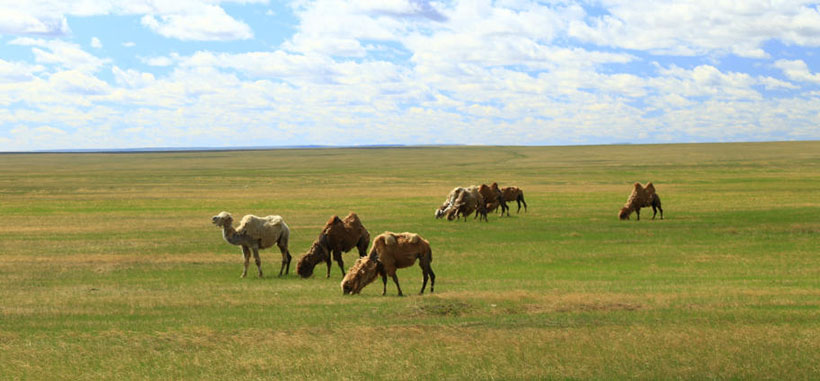 大材小用猜打一最佳准确生肖,词语释义赏析与生肖运势甄选解析