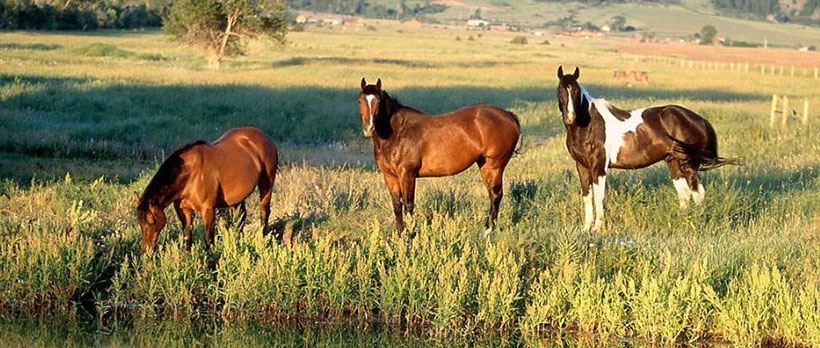 权权势金钱（四七）爆特代表是指什么生肖，成语解释释义落实