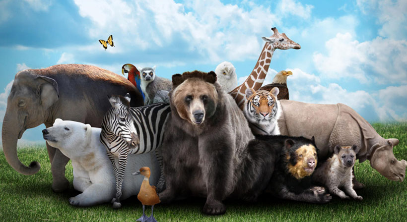 呼风唤雨问青天是指代表打猜什么生肖，准确释义最佳成语解释