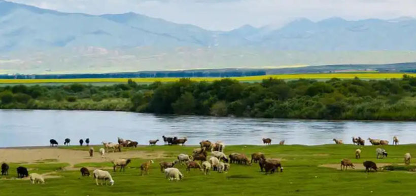 醉入蓝舆取次眠指代表什么生肖，成语解释释义落实