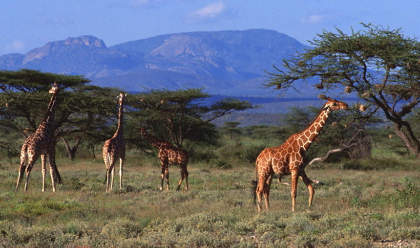 词语甄选作答:变化无穷代表指是什么生肖,解释词语完美释义