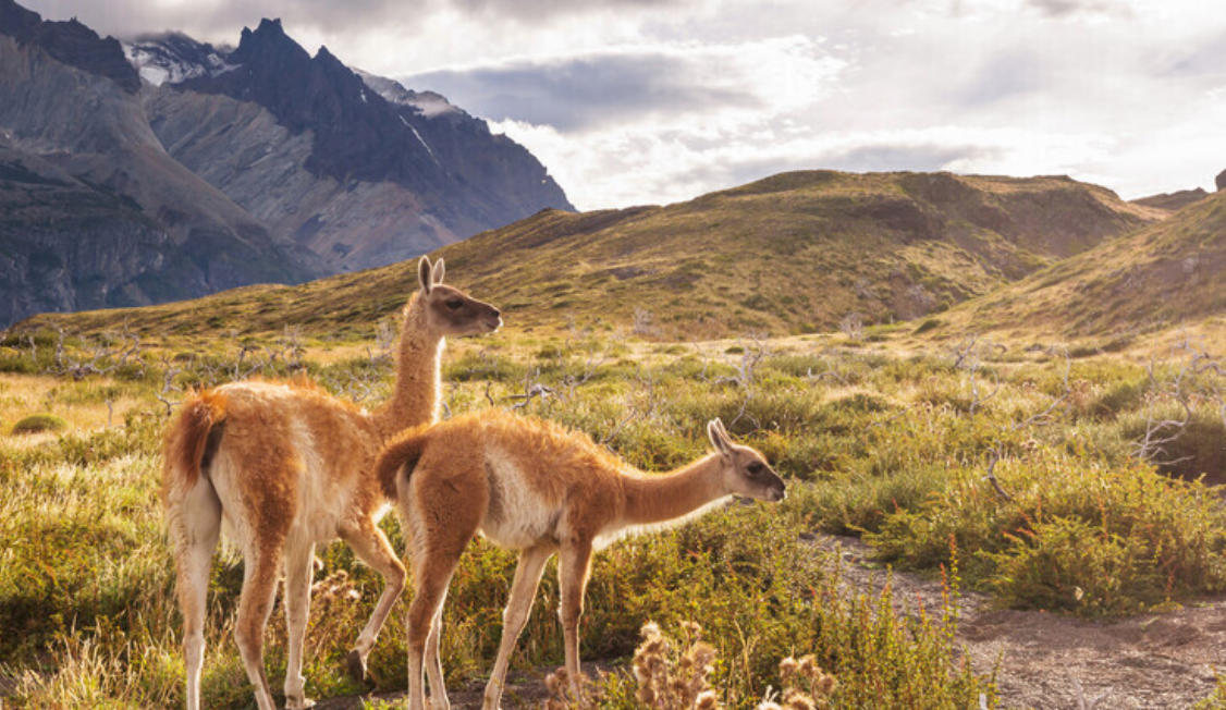 患难相扶指什么生肖 解析哪一个词语精选解释释义