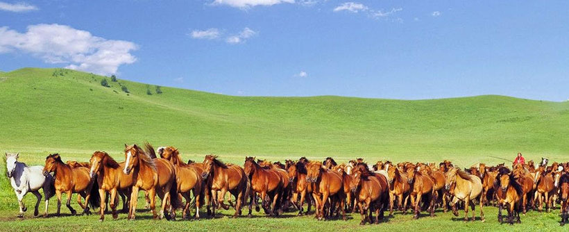 甄选释义词语:拔十得五代表指是什么生肖,释义最佳成语解析