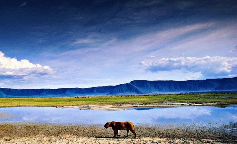 一生辛劳吃青草，莫道一二不成气指代表什么生肖，最准确诗句解析