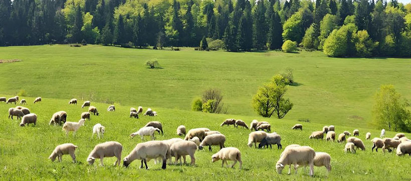风花雪月指是哪个什么生肖，精选落实释义解析