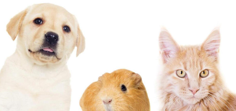 入主出奴指打一个准确生肖  猜打一最佳成语释义解释