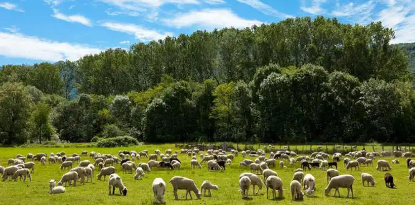 冰炭不投代表是打一生肖，释义最佳成语解释