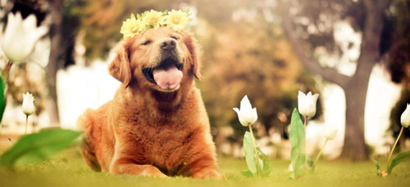 元龙高卧是指代表什么最佳正确生肖 词语落实释义解释