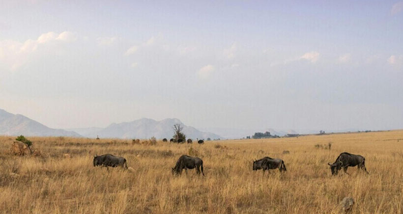 风花雪月代表一个准确生肖，独家词语解释解析