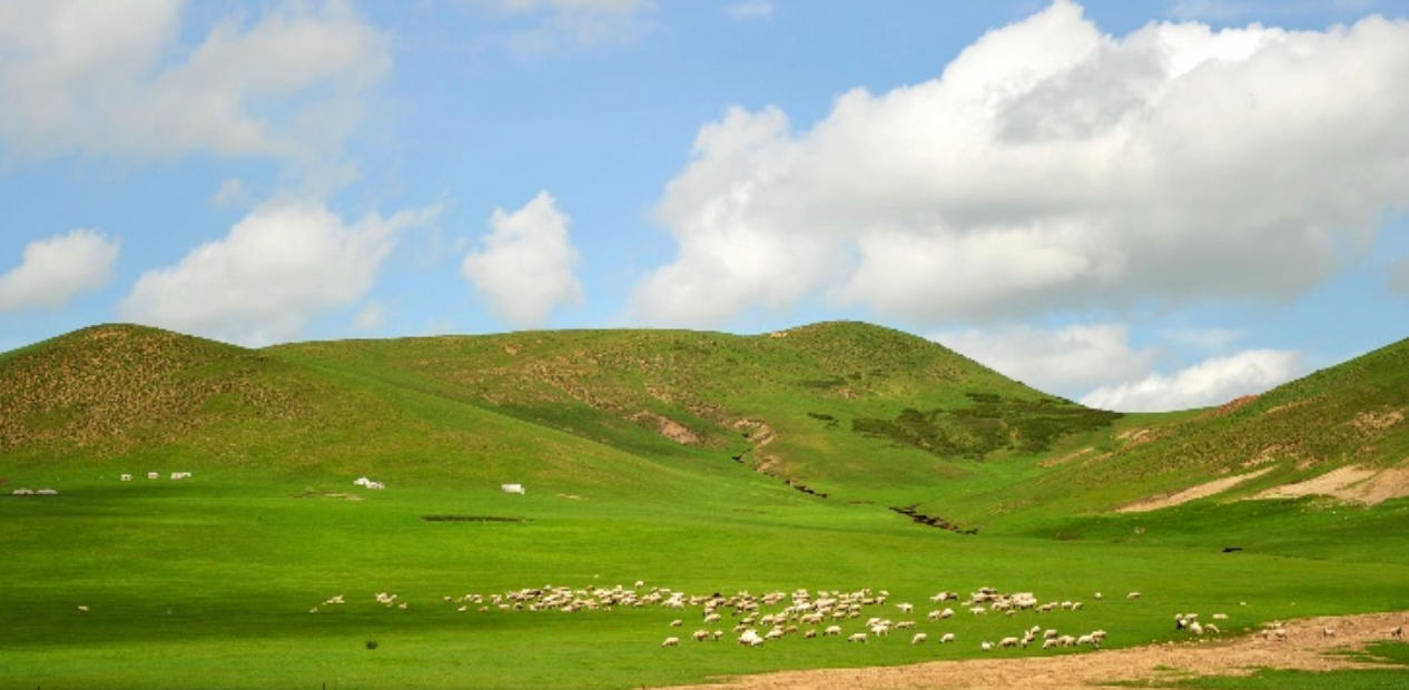 金枝玉叶（纸醉金迷）代表是指什么生肖 最佳谜底落实解释