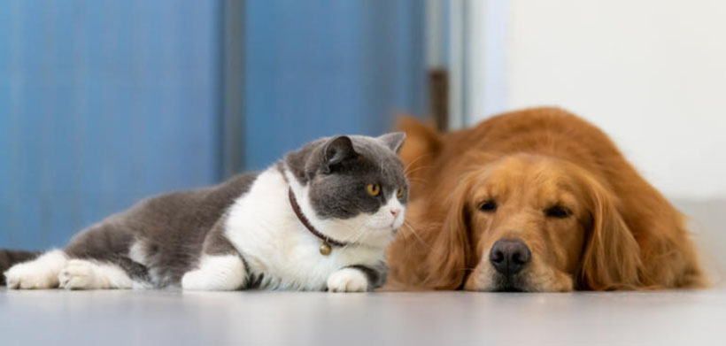 擿埴索途是形容打一什么生肖，打一最佳生肖 成语完全解答经验落实